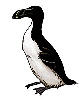 Restoration of Pinguinus alfrednewtoni Pinguinus alfrednewtoni.jpg