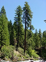 Old trees near Prospect, Oregon