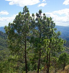 Pinus oocarpa Perquin.jpg