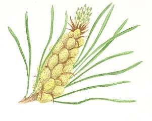 Pinus sylvestris pollen
