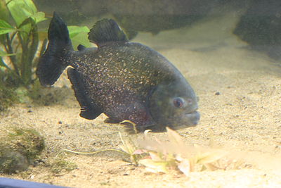 Piranha (Beauval).jpg