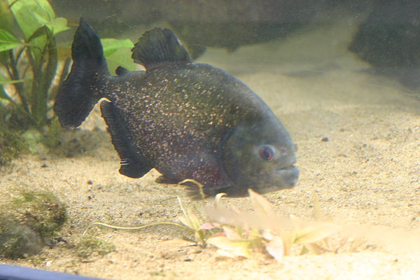 Piranha (Beauval).jpg