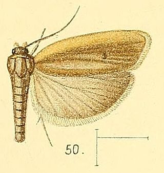 <i>Stenoma complanella</i> Species of moth