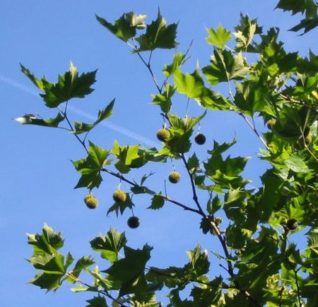 Platanus