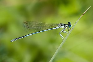 Blue feather dragonfly (Platycnemis pennipes), male