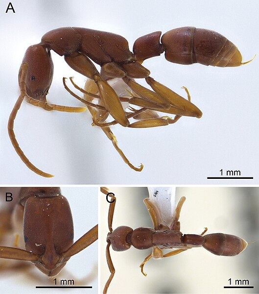 File:Platythyrea clypeata (10.3897-zookeys.729.21378) Figure 2.jpg