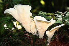 Pleurocybella 050919low.jpg 