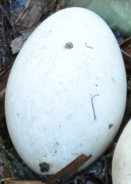 فایل:Podiceps cristatus egg.jpg