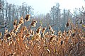 English: Common reed (Phragmites australis) Deutsch: Schilfrohr (Phragmites australis)