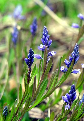 Polygala amarella1a.jpg