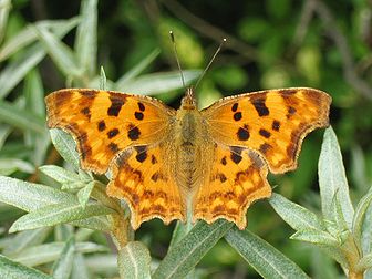 Un Robert-le-Diable (Polygonia c-album) sur un argousier (Hippophae rhamnoides). (définition réelle 1 600 × 1 200*)