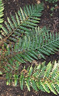 <i>Polystichum proliferum</i> Species of fern