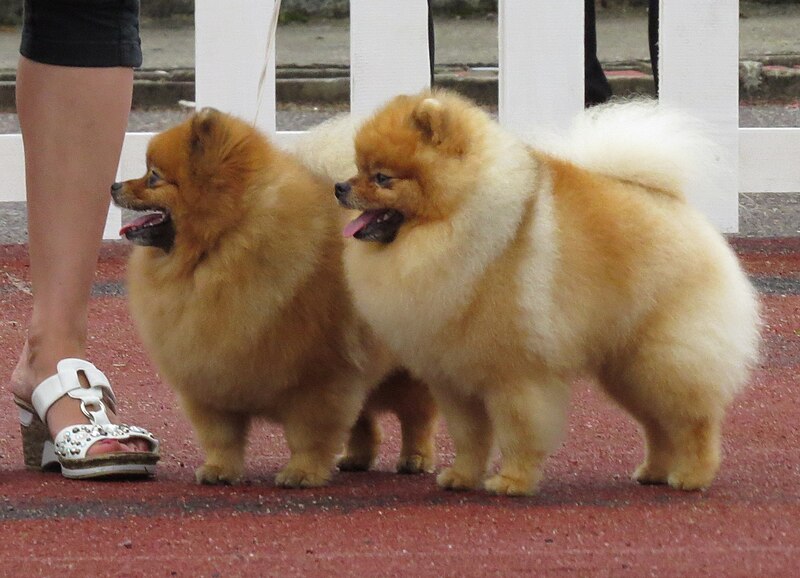 File:Pomeranian Pair 2.JPG