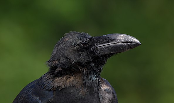 Дебелокљуни гавран (лат. -{Corvus macrorhynchos}-), Осака (Јапан)