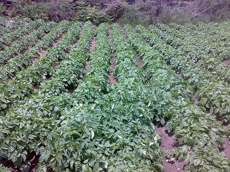 File:Potato plantations in Phobjikha.jpg