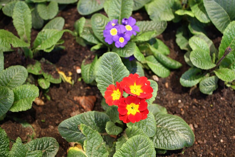 File:Primula vulgaris IM1506 C.JPG