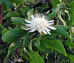 Protea gaguedi (26805851611) .jpg