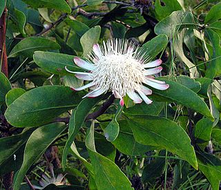 <i>Protea gaguedi</i> Species of flowering plant in the family Proteaceae