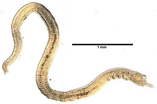 <span class="mw-page-title-main">Protodrilida</span> Order of annelid worms