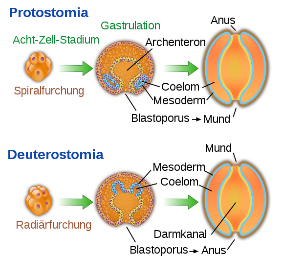 File:Protovsdeuterostomes-de.svg