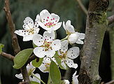 Pyrus communis (Rosaceae) Common Pear