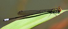 Pseudagrion hageni tropicanum.jpg