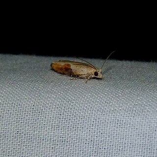 <i>Pseudexentera costomaculana</i> Species of moth