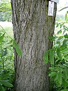 Bark