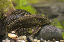 P. joselimaianus in an aquarium. Pterygoplichthys joselimaianus.jpg