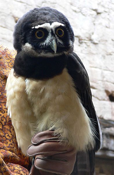 Spectacled owl (Pulsatrix perspicillata)