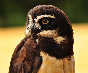 Head study of a owl