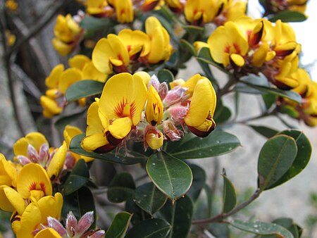 Pultenaea