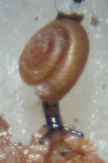 <i>Punctum minutissimum</i> species of mollusc