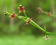 Ungu Bedstraw (1292063445).jpg