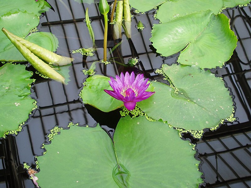 File:Purple Water Lily (1747533240).jpg