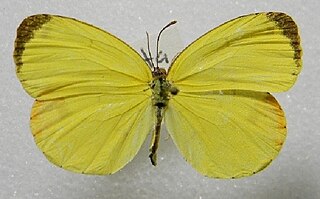 <i>Eurema portoricensis</i> Species of butterfly