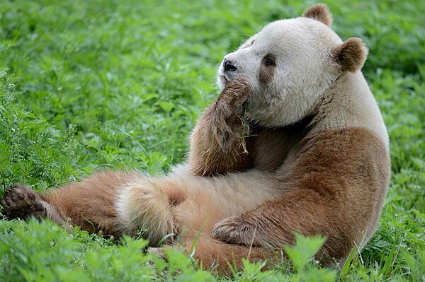 The Qinling panda has a light brown and white pattern