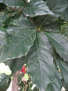 Quercus bicolor leaves 02 by Line1.jpg