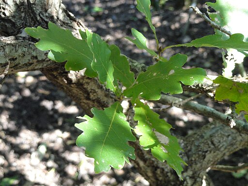 Quercus wutaishanica - J. C. Raulston Arboretum - DSC06191