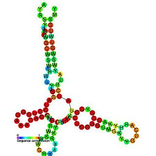 <span class="mw-page-title-main">Luteovirus cap-independent translation element</span>