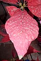 Rain dust in a Nochebuena, from rain carrying airbone dust having evaporated, leaving behind the dust from upper atmosphere