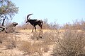 Deutsch: Rappenantilope English: Sable antelope