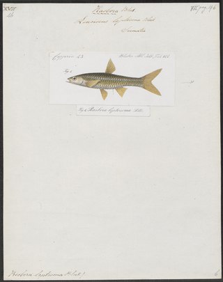 <span class="mw-page-title-main">Copperstripe rasbora</span> Species of fish