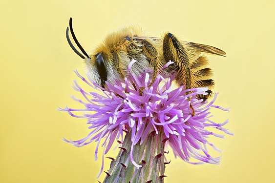 DETAIL: Dasypoda hirtipes, also called pantaloon bee or hairy-legged mining bee, sitting on a flower in the nature reserve area Gülper See. Photograph: Sven Damerow