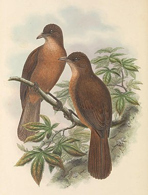 Descrierea imaginii Rectes leucorhynchus - The Birds of New Guinea (cropped) .jpg.