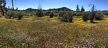 Red Hills near Tuolumne County, California: a serpentine grassland Red Hills (42598108362).jpg