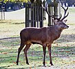 Red stag in rutting season , running urine (44402622704).jpg