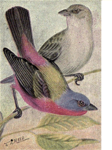 Reed-painted-bunting.png