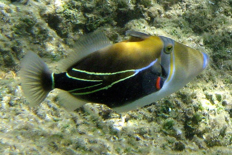 File:Reef Triggerfish.JPG