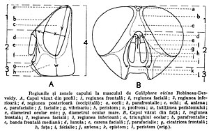 Okolice głowy u samca plujki. A (widok z profilu): 1: okolica czołowa, 2: okolica twarzowa, 3: spód głowy, 4: okolica potyliczna, a: przyoczko, b: płytka orbitalna (parafrontalia), c: oko złożone, d: czułek, e: płytka skroniowa (parafacialia), f: listewka twarzowa, g: wibrys, h: policzek. B (widok z przodu): a: trójkąt przyoczkowy, b: płytka orbitalna, c: listewka czołowa, d: płytka półksiężycowata, e: żeberko twarzowe, f: płytka skroniowa, g: szew łukowaty, h: twarz, i: listewka twarzowa, j: czułek, k: nadustek, l: policzek